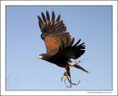 Harris Hawk in Flight